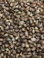 غذا پرندگان